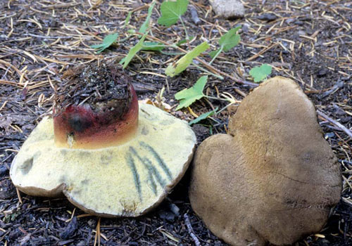 Boletus frustosus - Mushroom Species Images