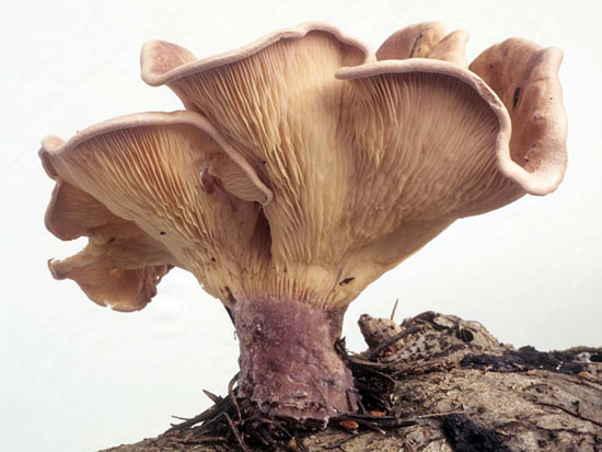 Lentinus torulosus: Panus conchatus - Mushroom Species Images