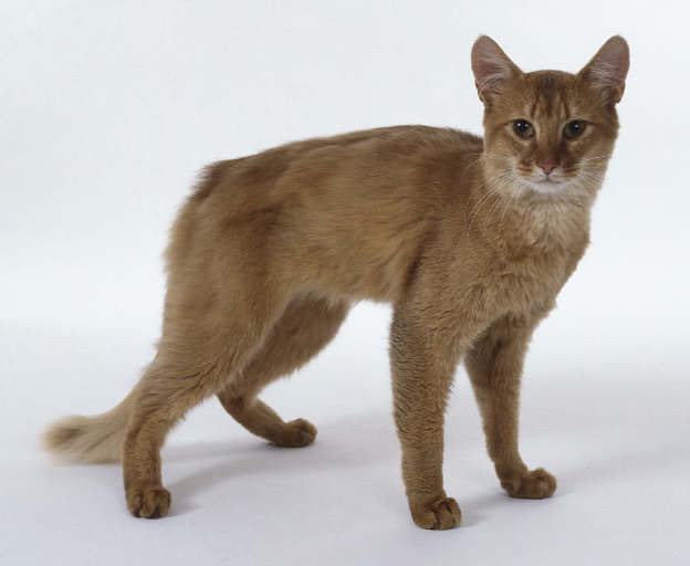 Somali Cat  - cat Breeds | კატის ჯიშები | katis jishebi