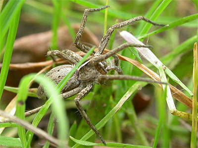 Nursery Web Spider - Spider species | OBOBAS JISHEBI | ობობას ჯიშები