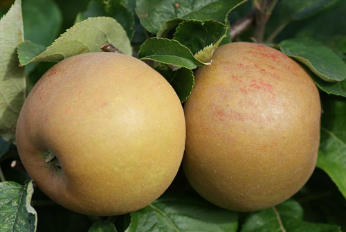 Zabergau Reinette - Apple Varieties