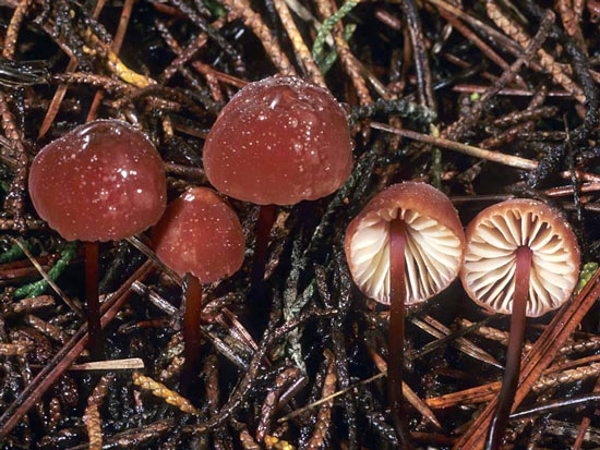 Marasmius plicatulus - Mushroom Species Images