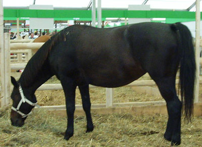 Altwurttemberg Horse - horse Breeds | ცხენის ჯიშები| cxenis jishebi