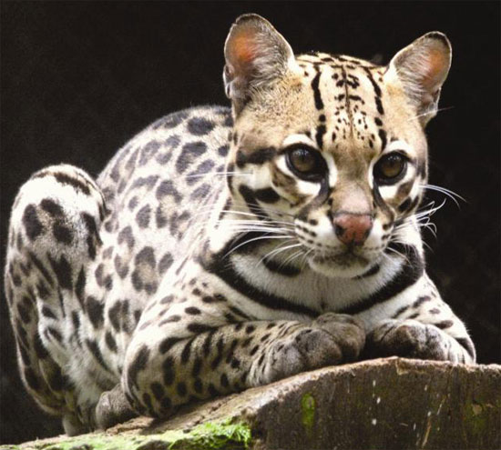 Pampas Cat - wild cats - lynx | ფოცხვერი | focxveri
