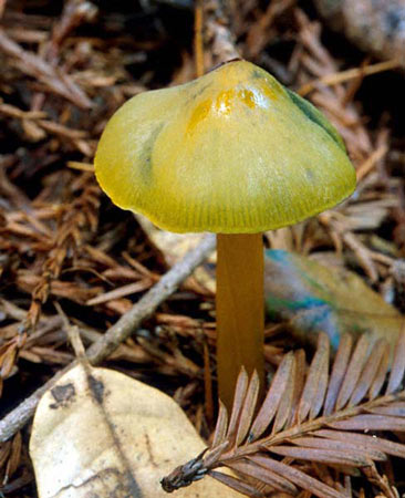 Hygrocybe olivaceoniger - Mushroom Species Images