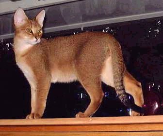 Chausie - cat Breeds | კატის ჯიშები | katis jishebi