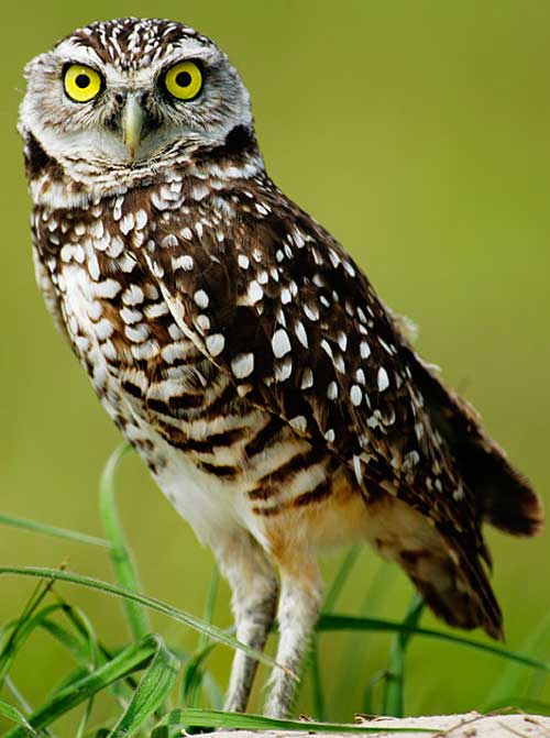 Burrowing Owl - Bird Species | Frinvelis jishebi | ფრინველის ჯიშები