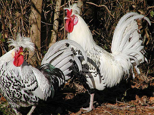 Appenzeller Spitzhauben 2 - chicken Breeds | ქათმის ჯიშები | qatmis jishebi
