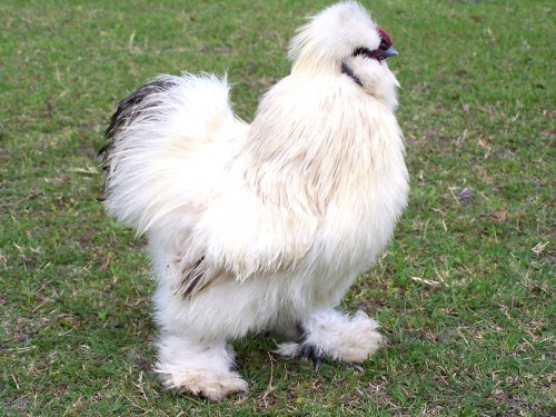 Silkie Bantam - chicken Breeds | ქათმის ჯიშები | qatmis jishebi