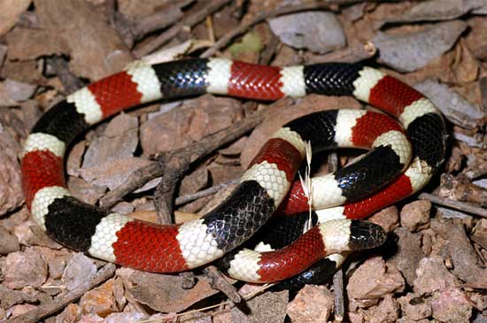 Micruroides euryxanthus euryxanthus - Arizona Coralsnake - snake species | gveli | გველი
