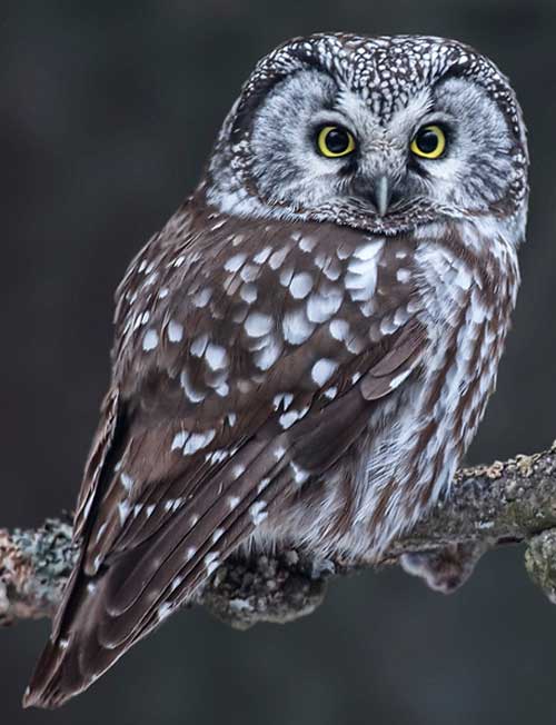 Boreal Owl - Bird Species | Frinvelis jishebi | ფრინველის ჯიშები