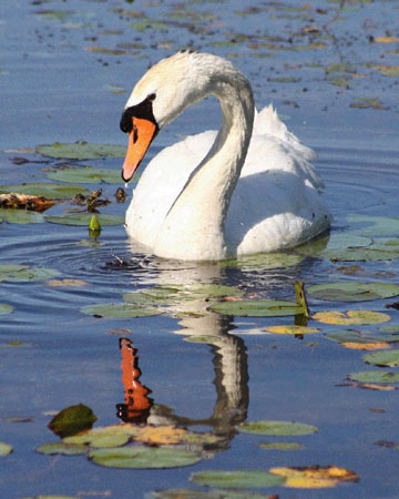 Mute Swan - Bird Species | Frinvelis jishebi | ფრინველის ჯიშები
