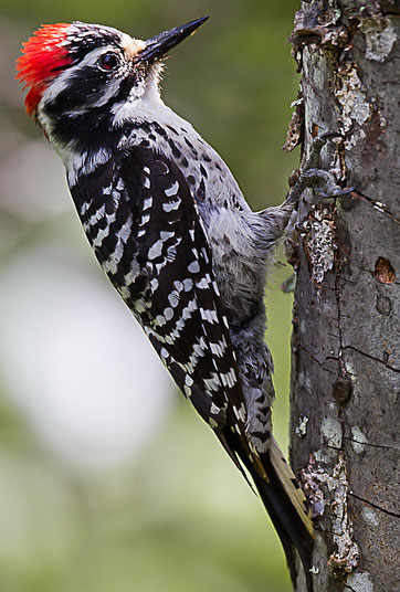 Nuttall's Woodpecker - Bird Species | Frinvelis jishebi | ფრინველის ჯიშები