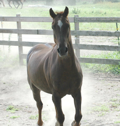 ცხენი American Mustang - ის სურათი