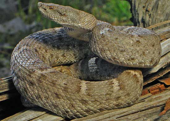 RIDGE-NOSED RATTLESNAKE  <br />Crotalus willardi - snake species | gveli | გველი
