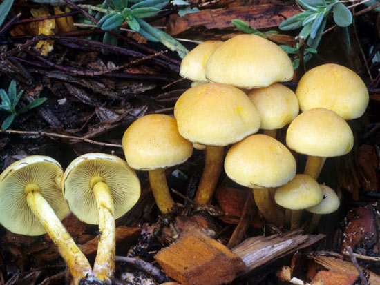 Hypholoma fasciculare - Fungi species | sokos jishebi | სოკოს ჯიშები