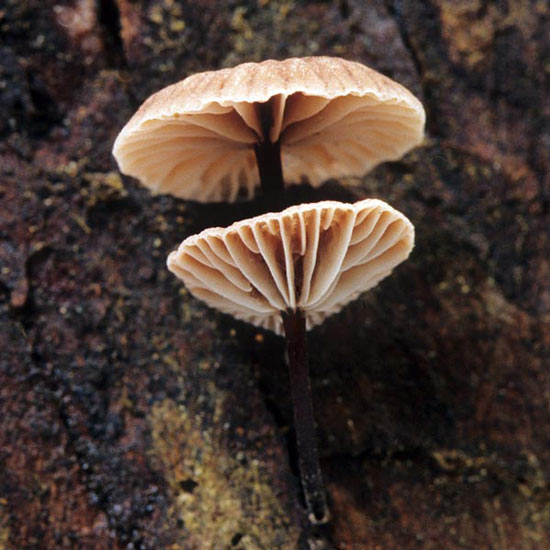 Micromphale arbuticola - Mushroom Species Images