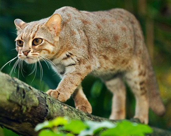 Rusty-Spotted Cat - wild cats - lynx | ფოცხვერი | focxveri