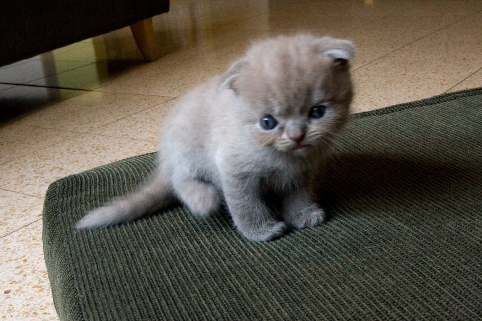 Scottish Fold 1 - cat Breeds | კატის ჯიშები | katis jishebi