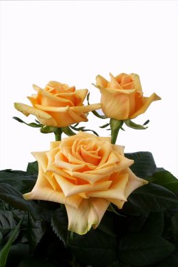 Cumbia - Rose Varieties | VARDI | ვარდი                                                                                                                