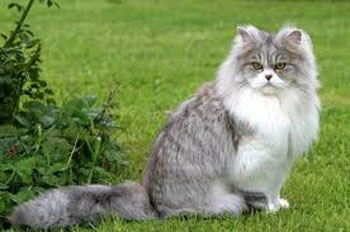British Longhair 3 - cat Breeds | კატის ჯიშები | katis jishebi