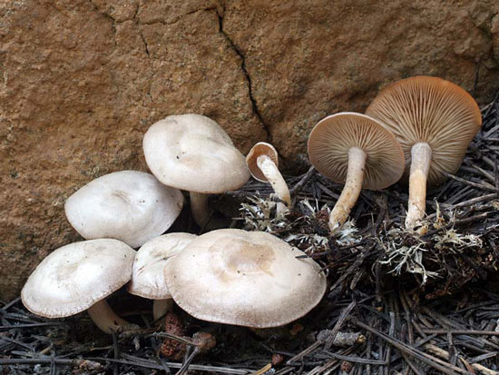 Clitocybe albirhiza - Fungi species | sokos jishebi | სოკოს ჯიშები