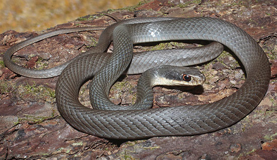 Coluber constrictor paludicola - Everglades Racer - snake species | gveli | გველი