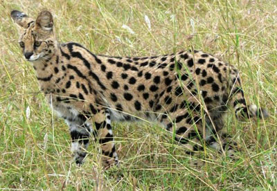 African Serval 3 - cat Breeds | კატის ჯიშები | katis jishebi