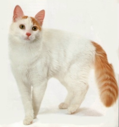 Turkish Van  - cat Breeds | კატის ჯიშები | katis jishebi