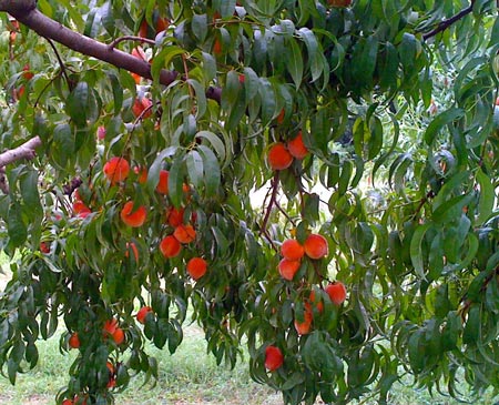 Early Loring - Peach Varieties