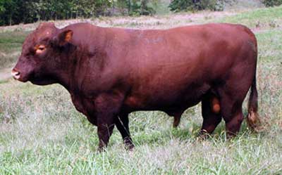 Devon - COW BREEDS | DZROXIS JISHEBI | ძროხის ჯიშები