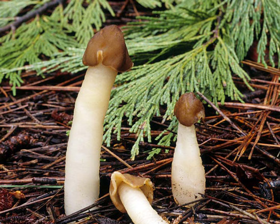Verpa conica - Mushroom Species Images