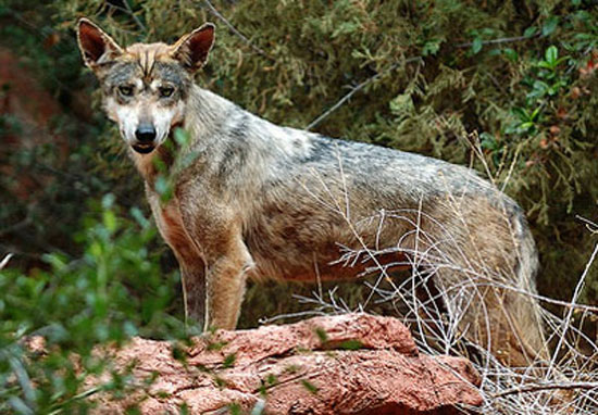 The Iranian Wolf - wolf species | mglis jishebi | მგლის ჯიშები