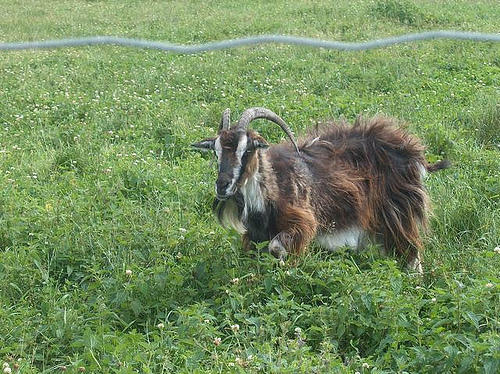 Danish Landrace Goat - goats Breeds | txis jishebi | თხის ჯიშები