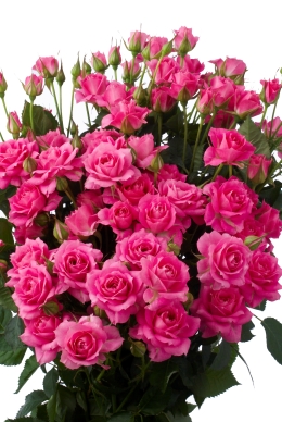 Pink Cluster - Rose Varieties | VARDI | ვარდი                                                                                                                