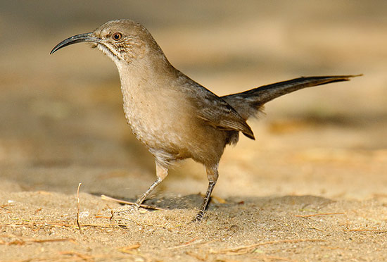 Crissal Thrasher - Bird Species | Frinvelis jishebi | ფრინველის ჯიშები