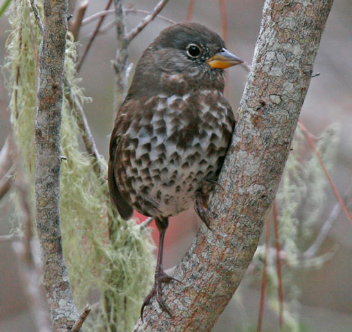 Fox Sparrow - Bird Species | Frinvelis jishebi | ფრინველის ჯიშები