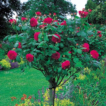 L D Braithwaite, Standard - Rose Varieties | VARDI | ვარდი                                                                                                                
