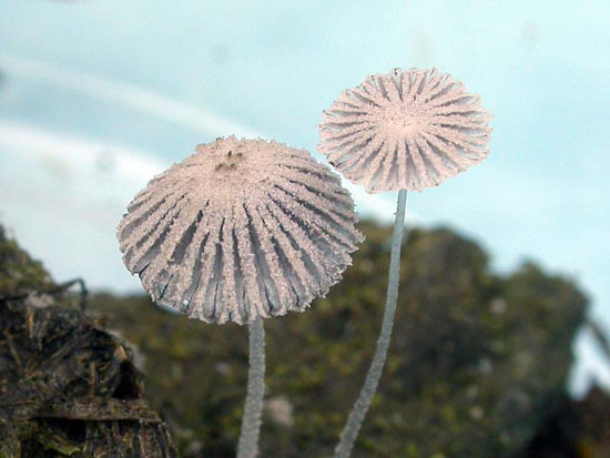 Coprinopsis stercorea - Fungi species | sokos jishebi | სოკოს ჯიშები