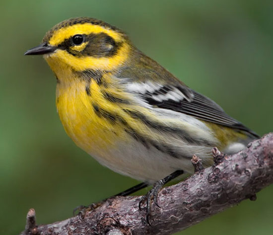 Townsend's Warbler - Bird Species | Frinvelis jishebi | ფრინველის ჯიშები