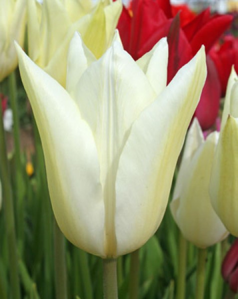 White Triumphator -                                                         Species Tulip| TITA | ტიტა                                                        