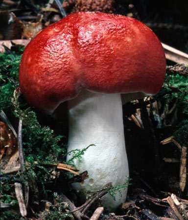 Russula silvicola - Fungi species | sokos jishebi | სოკოს ჯიშები