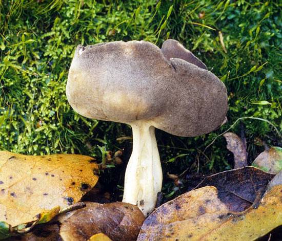 Helvella queletii - Mushroom Species Images