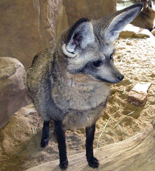 Bat-Eared Fox - fox species | melias jishebi | მელიას ჯიშები