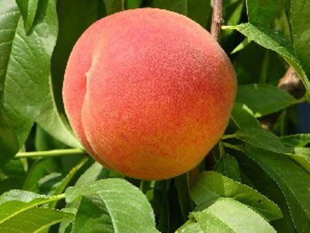 PF 15A Flamin Fury - Peach Varieties