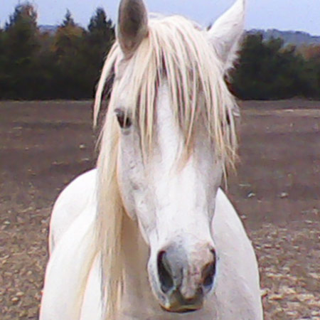 ცხენი American Spotted Paso - ის სურათი