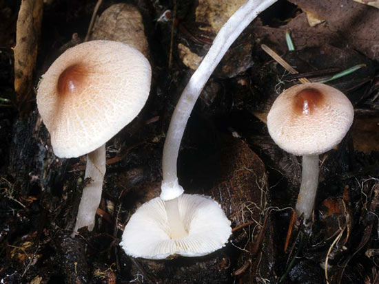 Lepiota castaneidisca - Mushroom Species Images
