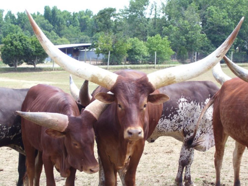 Watusi - COW BREEDS | DZROXIS JISHEBI | ძროხის ჯიშები