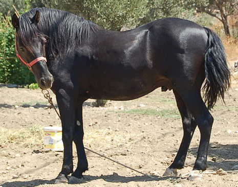 Andravida Horse - horse Breeds | ცხენის ჯიშები| cxenis jishebi