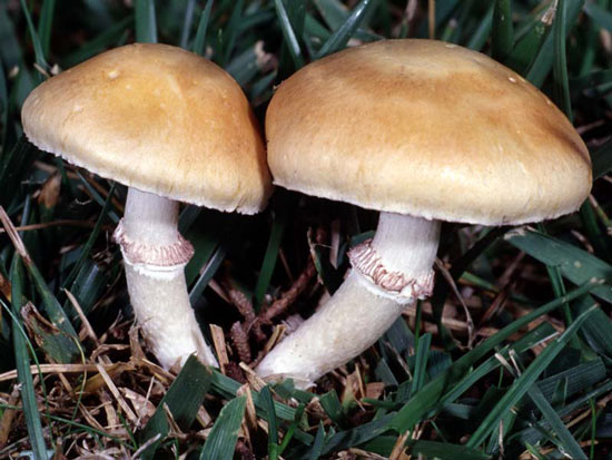 Stropharia coronilla - Fungi species | sokos jishebi | სოკოს ჯიშები